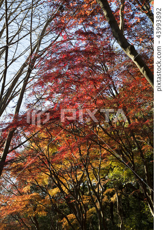 Autumn leaves in the Kamakura Alps Autumn leaves in the Kamakura Alps 43993892