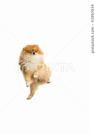 cute Little young pomeranian cob isolated over white background 43993934
