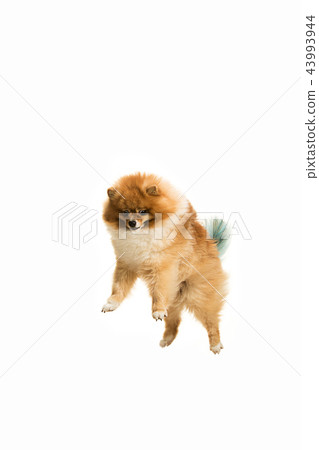 cute Little young pomeranian cob isolated over white background 43993944