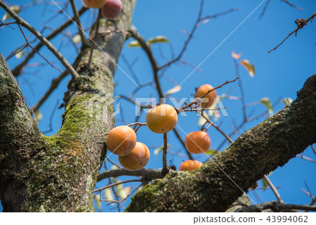 樹和藍天 43994062