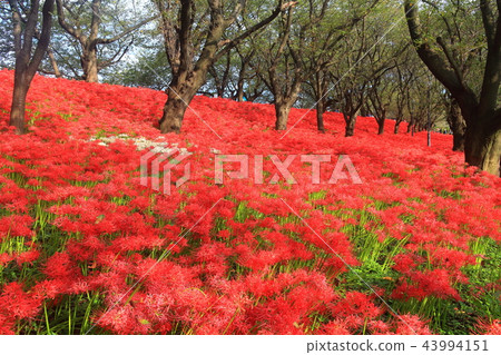 Gongendo公園的Gwansu Hana節 43994151
