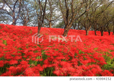 Gongendo公園的Gwansu Hana節 Gongendo公園的Gwansu Hana節 43994152