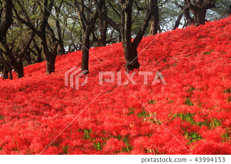 Gongendo公園的Gwansu Hana節 43994153