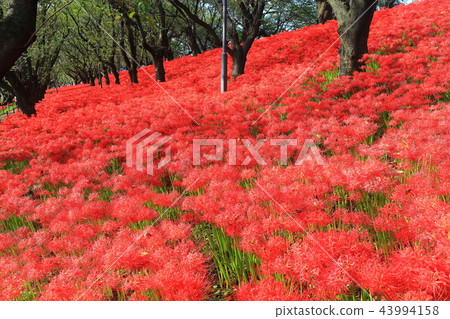 Gongendo公園的Gwansu Hana節 43994158