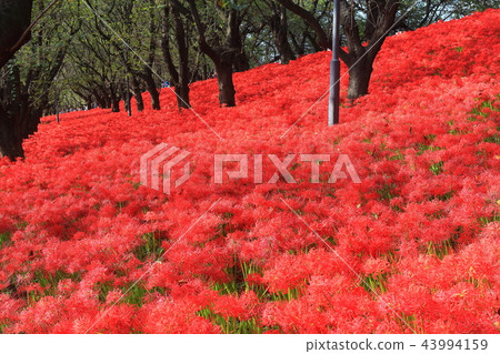 Gongendo公園的Gwansu Hana節 43994159