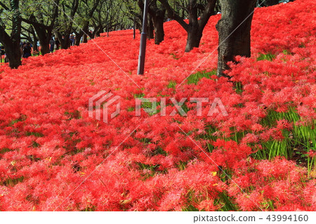 Gongendo公園的Gwansu Hana節 43994160