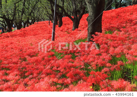 Gwansu Hana Festival in Gongendo Park 43994161