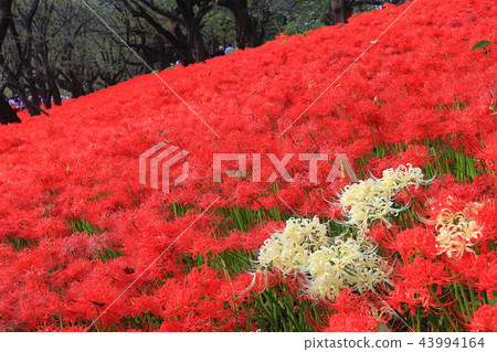 Gongendo公園的Gwansu Hana節 Gongendo公園的Gwansu Hana節 43994164