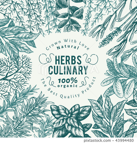 Culinary Herbs And Spices Banner Template Stock Illustration