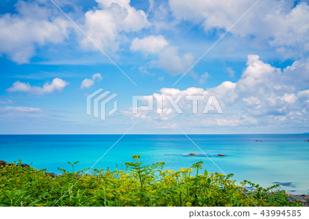 Cornish hillside meadow on the coast Cornish hillside meadow on the coast 43994585
