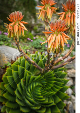 Aloe polyphylla flower blooming in the garden 43994777
