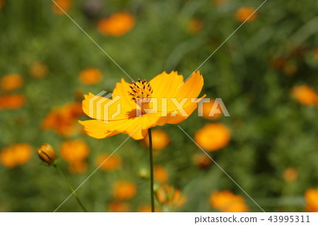 Kibanakosmos盛開 43995311