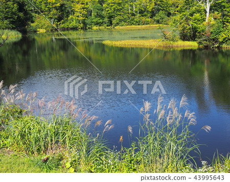 Jizo swamp of early autumn Jizo swamp of early autumn 43995643