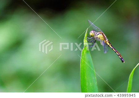 Dragonfly Dragonfly 43995945