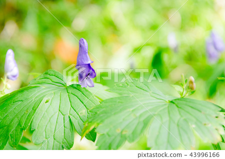 Torikabuto花 43996166