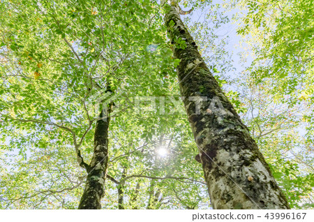 山毛櫸樹林 43996167