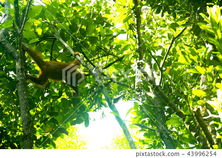 Wild child orang utan Wild child orang utan 43996254