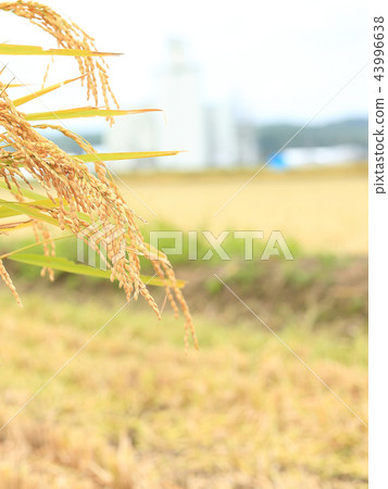Rice field image of good harvest 43996638
