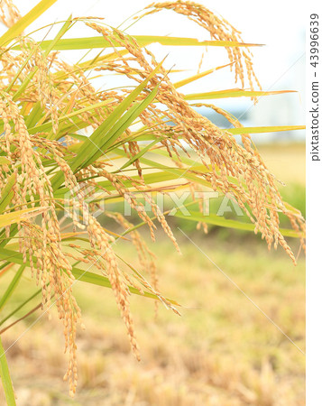 Rice field image of good harvest 43996639
