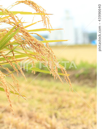 Rice field image of good harvest 43996640