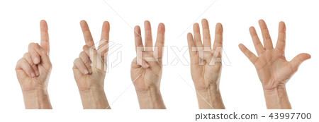 Counting hands (1 to 5) 43997700