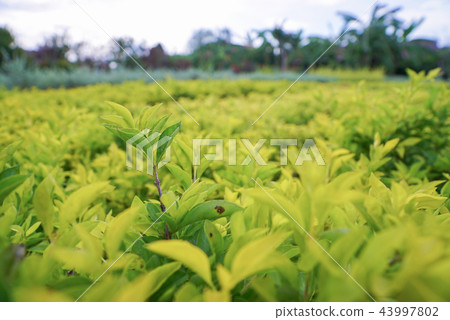 Golden dewdrop or Duranta erecta L. 43997802