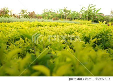 Golden dewdrop or Duranta erecta L. 43997803