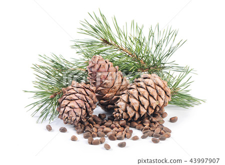 Cedar branch with cones close up 43997907