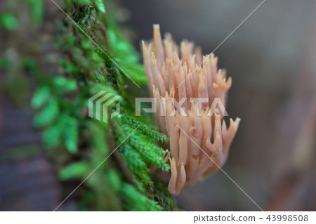 Ramaria灰黴病 43998508