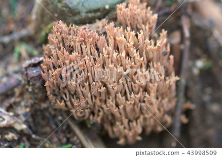 Ramaria灰黴病 43998509