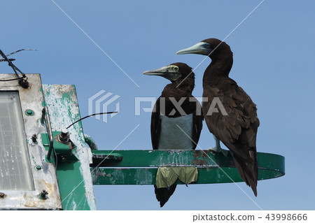 Pair of gannets resting on a light Pair of gannets resting on a light 43998666