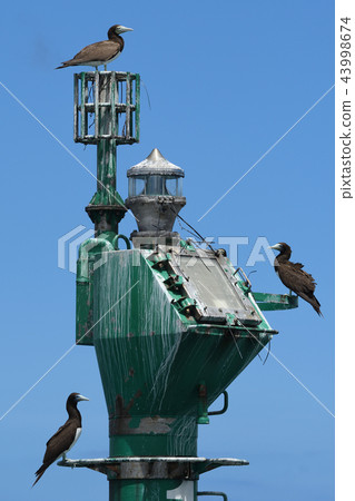 Three gannets resting on lightposts Three gannets resting on lightposts 43998674