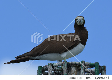 Bonito resting on a light Bonito resting on a light 43998681