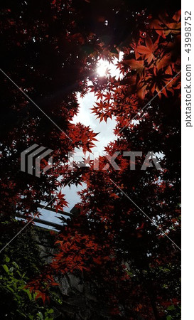 楓葉 賞楓 台灣 43998752