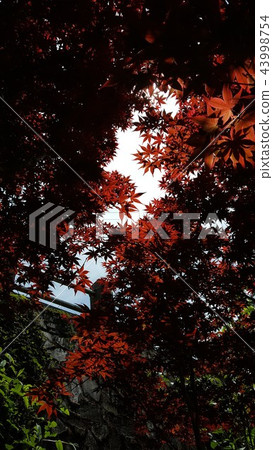 楓葉 賞楓 台灣 43998754