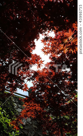 楓葉 賞楓 台灣 43998755