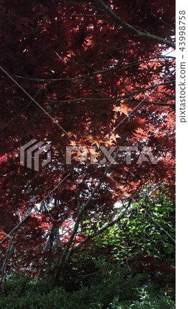 楓葉 賞楓 台灣 43998758
