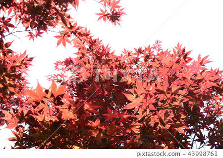楓葉 賞楓 台灣 43998761