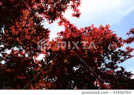 楓葉 賞楓 台灣 43998764