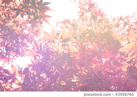 楓葉 賞楓 台灣 43998766