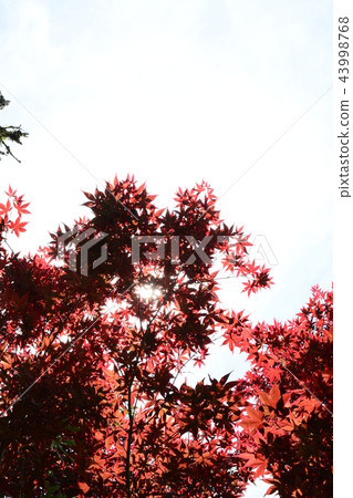 楓葉 賞楓 台灣 43998768