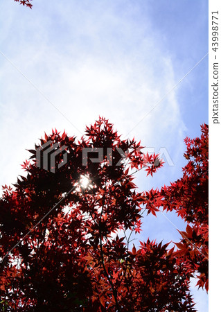 楓葉 賞楓 台灣 43998771