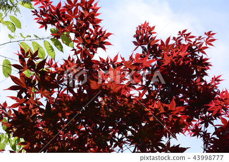 楓葉 賞楓 台灣 43998777