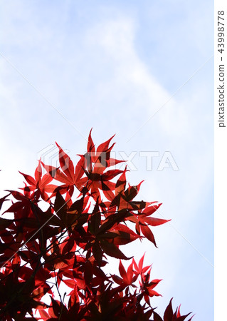 Maple Leaf, Maple, Taiwan Maple Leaf, Maple, Taiwan 43998778