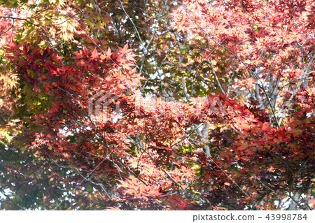 楓葉 賞楓 台灣 43998784