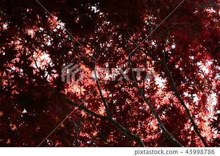 楓葉 賞楓 台灣 43998786
