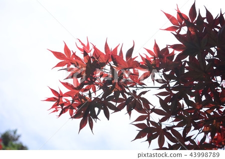 楓葉 賞楓 台灣 43998789