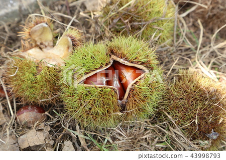 薩基板栗 43998793