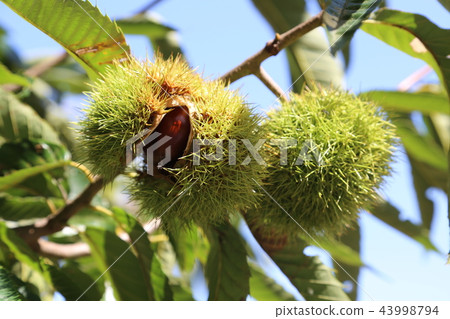 薩基板栗 43998794