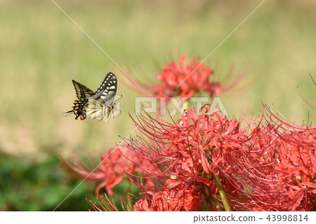 花和蝴蝶 43998814